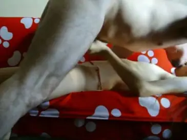 Live ABG Bispak Hotel Bintang Lima Skandal 2026